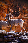Eine Gruppe männlicher Dickhornschafe in einer Wüstenlandschaft im Zion National Park, Utah