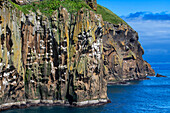 Seabirds by the thousands soar over the steep cliffs of Heimaey Island, largest island in the Vestmannaeyjar Archepelago, just off the south coast of Iceland.