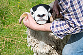 Swaledale sheep in Yorkshire , England