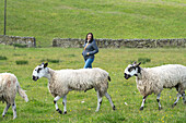 Swaledale and bluefaced leicester sheep in a Farm in Hawes Yorkshire