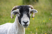 Swaledale sheep in Yorkshire , England