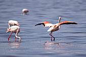 Flock of lesser flamingoes (Phoeniconaias minor) in the water. Serengeti , Tanzania