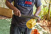 Farm worker holding produce from a pineapple farm in Santa Rita, Panama