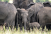Afrikanische Savannen-Elefanten (Loxodonta africana) in der Grassavanne. Serengeti, Tansania