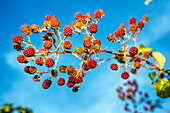 Close-up of a blackberry branch with ripe and unripe fruits against blue sky