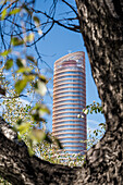 Torre Sevilla umgeben von Baumzweigen an einem sonnigen Tag in Sevilla, Spanien.