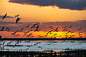 Cattle egrets flying at sunset over wetlands in Doñana National Park, Andalusia, Spain