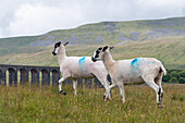 Swaledale and bluefaced leicester sheep in a Farm in Hawes Yorkshire