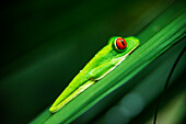 Red eyed tree frog, Agalychnis callidrias curious treefrog in rainforest Costa Rica hiding between green leafs