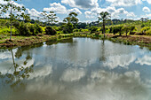 Pineapple farm in Santa Rita, Panamaa