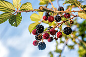 Close-up of a blackberry branch with ripe and unripe fruits against blue sky