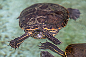 Schildkröten im Naturzentrum Punta Culebra - Smithsonian Tropical Research Institute, Panama