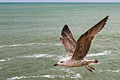 Close-up of a seagull flying over the ocean near the coast of Cadiz, Spain.