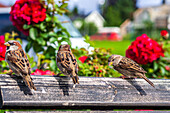 Three little sparrows enjoy a moment on a bench in Oslo, surrounded by vibrant red roses in the background.
