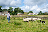 Man herding his sheep in Yorkshire Dales, England