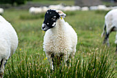 Swaledale sheep in Yorkshire , England