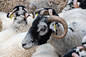 Swaledale sheep in Yorkshire , England