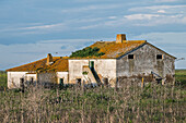 An old, deserted house in Doñana is quietly surrounded by tall grass and a clear blue sky, showcasing nature's reclaiming beauty.