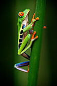 Red eyed tree frog, Agalychnis callidrias curious treefrog in rainforest Costa Rica hiding between green leafs