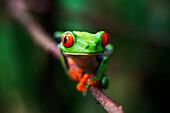 Red eyed tree frog, Agalychnis callidrias curious treefrog in rainforest Costa Rica hiding between green leafs