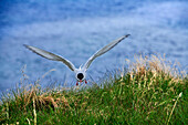 Ausgewachsene Küstenseeschwalben (Sterna paradisaea) bei der Rückkehr zum Nest, Insel Vigur, Island, Polarregionen.