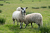 Swaledale and bluefaced leicester sheep in a Farm in Hawes Yorkshire