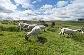 Swaledale and bluefaced leicester sheep in a Farm in Hawes Yorkshire