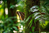 Owl butterfly in the rainforest park at La Fortuna, Costa Rica