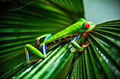 Red eyed tree frog, Agalychnis callidrias curious treefrog in rainforest Costa Rica hiding between green leafs