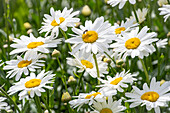 Ochsenaugen-Gänseblümchen in Yorkshire, England