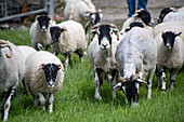 Swaledale sheep in Yorkshire , England