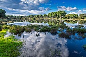 San Lazaro lagoon in Villamanrique de la Condesa, Andalusia, flourishes post-rains, showcasing lush greenery and reflective waters.