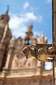 Close-up of Casa de las Conchas gargoyle, Salamanca, with bokeh of Clerecia Church.