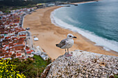 Seagull standing on a rock and view of Nazare beach and cityscape from viewpoint