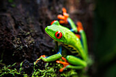Red eyed tree frog, Agalychnis callidrias curious treefrog in rainforest Costa Rica hiding between green leafs