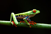 Red eyed tree frog, Agalychnis callidrias curious treefrog in rainforest Costa Rica hiding between green leafs