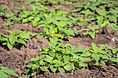 Amaranth planting in Tanzania