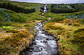 Tungudalur waterfall, Isafjordur, the largest settlement in the West Fjords. Iceland, West Fjords (Westfjords). Bunárfoss is a waterfall situated on the slopes along the beautiful Tungudalur valley, and it's Bunárfoss that truly enhances the beauty of Tungudalur valley. Blue Alaskan lupins (lupinus nootkatensis) cover vast swathes of Iceland.