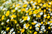 Eine Nahaufnahme von wilden gelben und weißen Gänseblümchen in einem sonnenbeschienenen Feld.