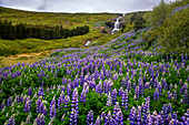 Tungudalur waterfall, Isafjordur, the largest settlement in the West Fjords. Iceland, West Fjords (Westfjords). Bunárfoss is a waterfall situated on the slopes along the beautiful Tungudalur valley, and it's Bunárfoss that truly enhances the beauty of Tungudalur valley. Blue Alaskan lupine (lupinus nootkatensis) cover vast swathes of Iceland.