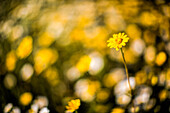 Bright yellow flowers blooming in a sunlit field with atmospheric background.