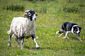 Swaledale sheep in Yorkshire , England