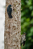 A female and a male Acorn Woodpecker on a tree in Araucana, Colombia.