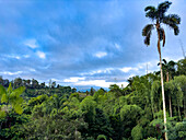 Early morning in the Andean foothills in western Colombia.