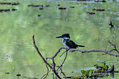 A female Amazon Kingfisher, Chloroceryle amazona, perched at the Sonso Lagoon Nature Reserve in Colombia.