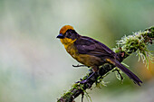 A Tri-colored Brushfinch, Atlapetes tricolor, perched on a branch in the Choco rainforest, Colombia.