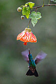A Steely-vented Hummingbird approaches a Chinese Lantern flower to feed in Colombia.