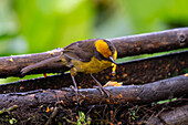A Tri-colored Brushfinch, Atlapetes tricolor, at a feeder in the Choco rainforest, Colombia.