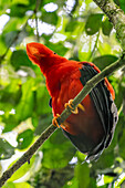 A colorful male Andean Cock-of-the-Rock, Rupicola peruvianus, perched in the forest in Colombia.
