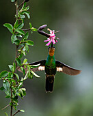 A female Buff-winged Starfrontlet hummingbird, Coeligena lutetiae, feeding on a Barnadesia flower in Ecuador.